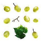 Green grapes, isolated hand-painted illustration on a white background