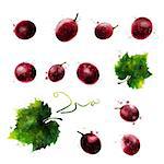 Red grapes, isolated hand-painted illustration on a white background