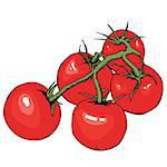 Tomato vector drawing. Isolated tomatoes on branch. Vegetable artistic style illustration. Detailed vegetarian food sketch. Farm market product. Great for label, banner, poster. EPS 10
