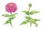 Beautiful pink zinnia flowers isolated on white background. One unblown bud on a stem with green leaves. Botanical vector Illustration