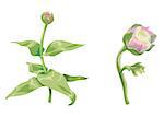 Beautiful pink zinnia and peony flowers isolated on white background. Unblown buds on a stem with green leaves. Botanical vector Illustration