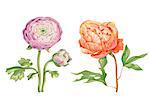 Beautiful gentle pink peony flowers isolated on white background. A large buds on a stem with green leaves. Botanical vector Illustration