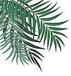 Abstract Summer Sale Background with Palm Leaves. Vector Illustration EPS10