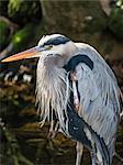 Adult Great blue heron (Ardea herodias) on the Homosassa River, Florida, United States of America, North America