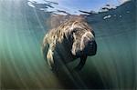 West Indian manatee (Trichechus manatus) underwater in Homosassa Springs, Florida, United States of America, North America