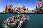 West Indian manatee (Trichechus manatus), half above and half below, Homosassa Springs, Florida, United States of America, North America