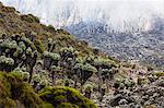 Lobelia morogoroensis plants and hikers on a trail, Kilimanjaro National Park, UNESCO World Heritage Site, Tanzania, East Africa, Africa