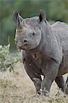 Black Rhinoceros (Hook-Lipped Rhinoceros) (Diceros bicornis), Kruger National Park, South Africa, Africa