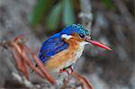 Malachite Kingfisher (Alcedo cristata), Kruger National Park, South Africa, Africa