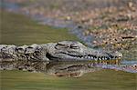 Nile Crocodile (Crocodylus niloticus), Kruger National Park, South Africa, Africa