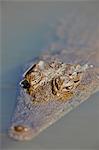 Nile Crocodile (Crocodylus niloticus), Kruger National Park, South Africa, Africa