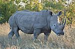 White Rhinoceros (Ceratotherium simum), Kruger National Park, South Africa, Africa