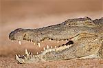 Nile Crocodile (Crocodylus niloticus), Kruger National Park, South Africa, Africa