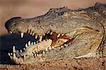 Nile Crocodile (Crocodylus niloticus), Kruger National Park, South Africa, Africa