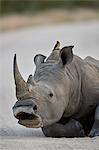 White Rhinoceros (Ceratotherium simum) yawning, Kruger National Park, South Africa, Africa