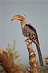 Southern Yellow-billed Hornbill (Tockus leucomelas), Kruger National Park, South Africa, Africa