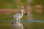 Gray Heron (Grey Heron) (Ardea cinerea) with potential food, Kruger National Park, South Africa, Africa