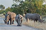 Three White Rhinoceros (Ceratotherium simum), Kruger National Park, South Africa, Africa