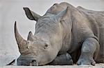 White Rhinoceros (Ceratotherium simum) and Red-billed Oxpecker (Buphagus erythrorhynchus), Kruger National Park, South Africa, Africa