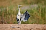 Gray Heron (Grey Heron) (Ardea cinerea) drying a wing, Kruger National Park, South Africa, Africa