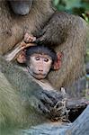 Infant Chacma Baboon (Papio ursinus), Kruger National Park, South Africa, Africa