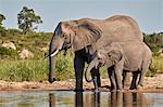 Two African Elephant (Loxodonta africana) drinking, Kruger National Park, South Africa, Africa