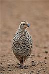 Red-necked Spurfowl (Red-necked Francolin) (Francolinus afer) (Pternistes afer) chick, Kruger National Park, South Africa, Africa