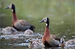 White-faced Whistling Duck (Dendrocygna viduata) adults and ducklings, Kruger National Park, South Africa, Africa