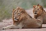 Two male Lion (Panthera leo), Kruger National Park, South Africa, Africa