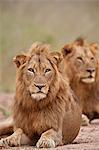 Two male Lion (Panthera leo), Kruger National Park, South Africa, Africa