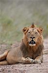 Lion (Panthera leo), male, Kruger National Park, South Africa, Africa