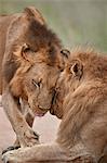 Two male Lion (Panthera leo) greeting each other, Kruger National Park, South Africa, Africa