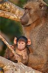 Chacma Baboon (Papio ursinus) mother and infant, Kruger National Park, South Africa, Africa