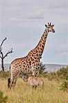 Cape Giraffe (Giraffa camelopardalis giraffa) baby nursing, Kruger National Park, South Africa, Africa