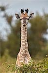 Cape Giraffe (Giraffa camelopardalis giraffa) baby, Kruger National Park, South Africa, Africa