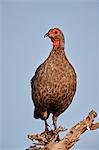 Red-necked Spurfowl (Red-necked Francolin) (Francolinus afer) (Pternistes afer), Kruger National Park, South Africa, Africa