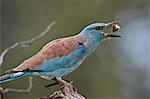 European Roller (Coracias garrulus) flipping a grasshopper, Kruger National Park, South Africa, Africa