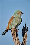 European Roller (Coracias garrulus), Kruger National Park, South Africa, Africa