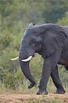 African Elephant (Loxodonta africana) bull, Kruger National Park, South Africa, Africa