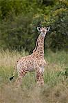 Baby Cape Giraffe (Giraffa camelopardalis giraffa), Kruger National Park, South Africa, Africa