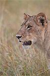 Lion (Panthera leo) cub, Kruger National Park, South Africa, Africa