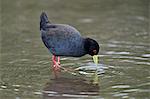 Black Crake (Amaurornis flavirostris), Kruger National Park, South Africa, Africa