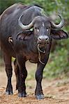 Cape Buffalo (African Buffalo) (Syncerus caffer), Kruger National Park, South Africa, Africa