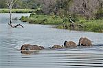 Line of African Elephant (Loxodonta africana) crossing a river, Kruger National Park, South Africa, Africa