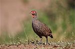 Red-necked Spurfowl (Red-necked Francolin) (Francolinus afer) (Pternistes afer), Kruger National Park, South Africa, Africa