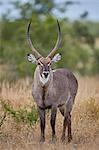 Common Waterbuck (Ellipsen Waterbuck) (Kobus ellipsiprymnus ellipsiprymnus) buck, Kruger National Park, South Africa, Africa