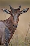 Topi (Tsessebe) (Damaliscus lunatus) calf, Kruger National Park, South Africa, Africa