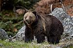 Grizzly Bear (Ursus arctos horribilis), Yellowstone National Park, UNESCO World Heritage Site, Wyoming, United States of America, North America