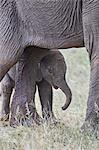 Days-old African Elephant (Loxodonta africana) calf, Kruger National Park, South Africa, Africa