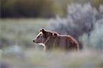 Grizzly Bear (Ursus arctos horribilis), yearling cub, Yellowstone National Park, UNESCO World Heritage Site, Wyoming, United States of America, North America